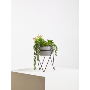 Rio 15cm Artificial Succulent Plant in Planter 36cm H X 22cm W X 20cm D Rio 15cm Artificial Succulent Plant in Planter 36cm H X 22cm W X 20cm D