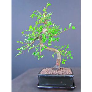 The Seasonal Aisle Large S Shape Chinese Elm Bonsai Tree 32.0 H x 20.0 D cm