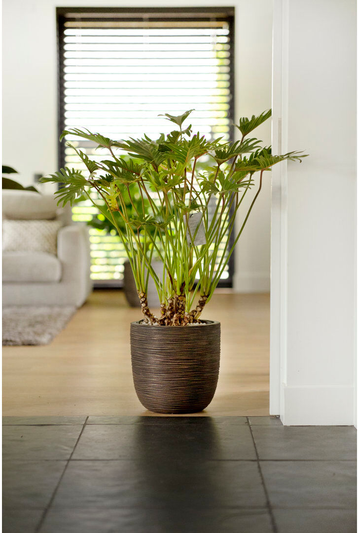 Capi Europe Plant Pot Dark Brown 34cm H x 35cm W x 34cm D
