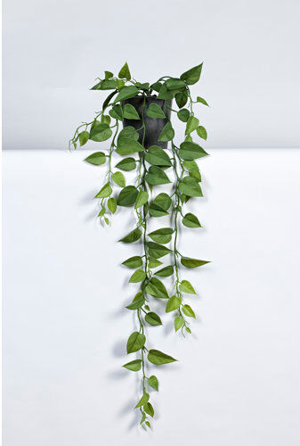 The Seasonal Aisle Philodendron Plant in Pot The Seasonal Aisle Size: 85cm H x 50cm W x 50cm  D  - Size: 102cm H x 76cm W The Seasonal Aisle Philodendron Plant in Pot The Seasonal Aisle Size: 85cm H x 50cm W x 50cm  D  - Size: 102cm H x 76cm W