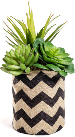 The Seasonal Aisle Sedum 23cm Artificial Succulent Agave in Pot (Set of 6) The Seasonal Aisle  - Size: 99cm H x 15.5cm W x 15.5cm D The Seasonal Aisle Sedum 23cm Artificial Succulent Agave in Pot (Set of 6) The Seasonal Aisle  - Size: 99cm H x 15.5cm W x 15.5cm D