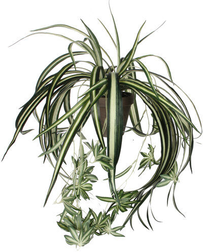 The Seasonal Aisle 45cm Artificial Chlorophytum Plant in Pot The Seasonal Aisle  - Size: Medium The Seasonal Aisle 45cm Artificial Chlorophytum Plant in Pot The Seasonal Aisle  - Size: Medium