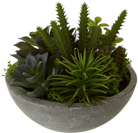 Rio 8cm Artificial Succulent Plant in Pot Williston Forge  - Size: Rectangle 140 x 200cm Rio 8cm Artificial Succulent Plant in Pot Williston Forge  - Size: Rectangle 140 x 200cm