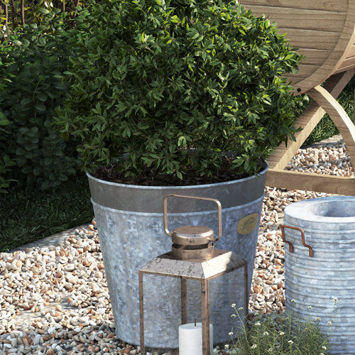 Freeport Park Cassandra Metal Cachepot Freeport Park Size: 60cm H x 60cm W x 60cm D  - Size: 70cm H x 50cm W x 0.13cm D Freeport Park Cassandra Metal Cachepot Freeport Park Size: 60cm H x 60cm W x 60cm D  - Size: 70cm H x 50cm W x 0.13cm D