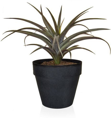 The Seasonal Aisle Artificial Air Plant in Planter The Seasonal Aisle  - Size: 150cm H x 90cm W x 90cm D The Seasonal Aisle Artificial Air Plant in Planter The Seasonal Aisle  - Size: 150cm H x 90cm W x 90cm D