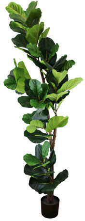 The Seasonal Aisle 165cm Artificial Fiddle Leaf Fig Tree in Pot The Seasonal Aisle  - Size: 124cm H X 78cm W X 42cm D The Seasonal Aisle 165cm Artificial Fiddle Leaf Fig Tree in Pot The Seasonal Aisle  - Size: 124cm H X 78cm W X 42cm D