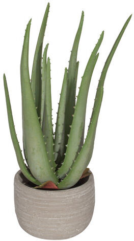 The Seasonal Aisle Desktop Aloe Plant in Pot The Seasonal Aisle  - Size: 72cm H x 36cm W x 36cm D The Seasonal Aisle Desktop Aloe Plant in Pot The Seasonal Aisle  - Size: 72cm H x 36cm W x 36cm D