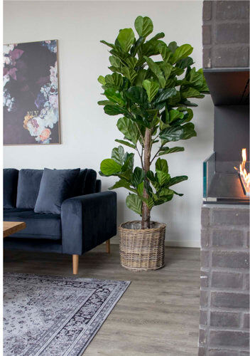 The Seasonal Aisle 175cm Artificial Fiddle Leaf Fig Tree in Planter The Seasonal Aisle  - Size: 40cm H X 31cm W X 7cm D The Seasonal Aisle 175cm Artificial Fiddle Leaf Fig Tree in Planter The Seasonal Aisle  - Size: 40cm H X 31cm W X 7cm D