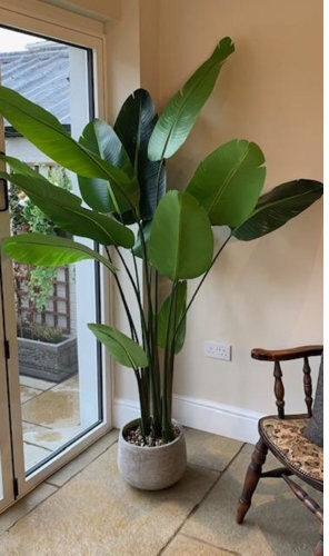 The Seasonal Aisle 220cm Artificial Banana Leaf Tree in Planter The Seasonal Aisle  - Size: 65cm H x 120cm W x 1.8cm D The Seasonal Aisle 220cm Artificial Banana Leaf Tree in Planter The Seasonal Aisle  - Size: 65cm H x 120cm W x 1.8cm D