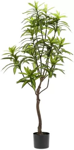 Dakota Fields Floor Dracaena Tree in Pot Dakota Fields  - Size: 239cm H x 370cm W