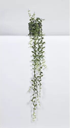 The Seasonal Aisle Dischaidia Plant in Pot The Seasonal Aisle Size: 105cm H x 30cm W x 30cm D  - Size: 39cm H X 23cm D