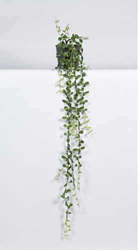 The Seasonal Aisle Dischaidia Plant in Pot The Seasonal Aisle  - Size: 55cm H X 38cm W X 38cm D The Seasonal Aisle Dischaidia Plant in Pot The Seasonal Aisle  - Size: 55cm H X 38cm W X 38cm D