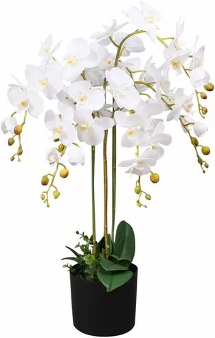 Bay Isle Home Floor Flowering Orchid Plant in Pot Bay Isle Home Flower Colour: White  - Size: 90cm H x 14cm W