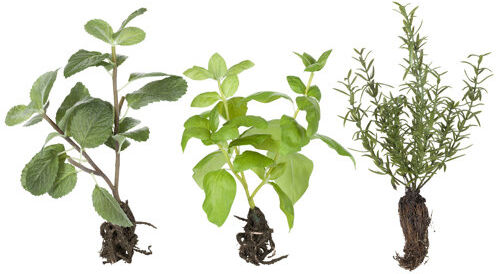 Lene Bjerre Flora Desktop Herb Plant Lene Bjerre  - Size: 45cm W X 150cm D Lene Bjerre Flora Desktop Herb Plant Lene Bjerre  - Size: 45cm W X 150cm D