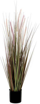 The Seasonal Aisle Onion Grass in Pot The Seasonal Aisle  - Size: 4cm H x 80cm W x 23.5cm D The Seasonal Aisle Onion Grass in Pot The Seasonal Aisle  - Size: 4cm H x 80cm W x 23.5cm D