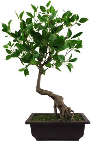 World Menagerie 50cm Artificial Bonsai Plant in Pot Liner World Menagerie  - Size: Mini (Under 40cm High) World Menagerie 50cm Artificial Bonsai Plant in Pot Liner World Menagerie  - Size: Mini (Under 40cm High)