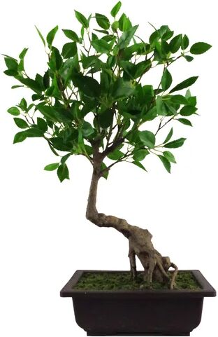 World Menagerie 50cm Artificial Bonsai Plant in Pot Liner World Menagerie  - Size: Mini (Under 40cm High)