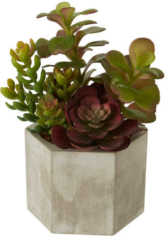 Rio 12cm Artificial Succulent Plant in Pot Williston Forge  - Size: 66.04cm H x 66.04cm W x 1.91cm D