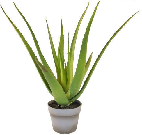 The Seasonal Aisle 50cm Artificial Aloe Vera Succulent in Pot The Seasonal Aisle  - Size: 85cm H X 120cm W X 45cm D The Seasonal Aisle 50cm Artificial Aloe Vera Succulent in Pot The Seasonal Aisle  - Size: 85cm H X 120cm W X 45cm D