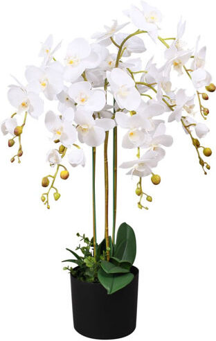 Bay Isle Home Floor Flowering Orchid Plant in Pot Bay Isle Home Flower Colour: White  - Size: 65cm H x 14cm W Bay Isle Home Floor Flowering Orchid Plant in Pot Bay Isle Home Flower Colour: White  - Size: 65cm H x 14cm W