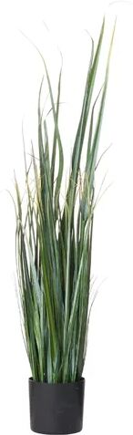 The Recipe Flowers Floor Snake Plant in Planter The Recipe Flowers  - Size: 175cm H X 35cm W X 32cm D The Recipe Flowers Floor Snake Plant in Planter The Recipe Flowers  - Size: 175cm H X 35cm W X 32cm D