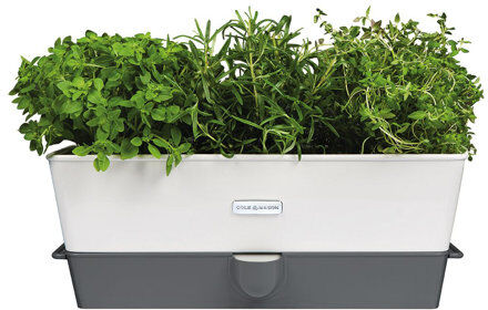 Cole & Mason Herb Plastic Self-Watering Planter Box Cole & Mason  - Size: Small Cole & Mason Herb Plastic Self-Watering Planter Box Cole & Mason  - Size: Small