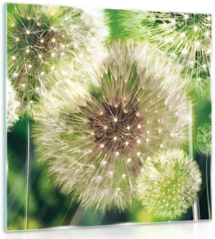 Brayden Studio 'Dandelions on a Green Background' - Photograph Print on Glass Brayden Studio Size: 50cm H x 50cm W  - Size: 83cm H X 47cm W X 50cm D Brayden Studio 'Dandelions on a Green Background' - Photograph Print on Glass Brayden Studio Size: 50cm H x 50cm W  - Size: 83cm H X 47cm W X 50cm D