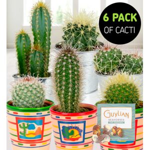 Desert Cacti Pack Hamper - Gift Basket - Prestige Hampers - Free Chocs