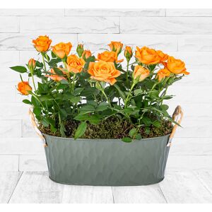 123 Flowers Autumn Rose Planter