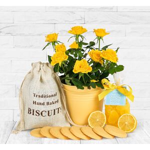 123 Flowers Lemon Rose Plant Gift - Plant Gifts - Indoor Plants - Plant Delivery - Indoor Plant Delivery - Home Plants