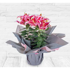 123 Flowers Luxury Lily Plant