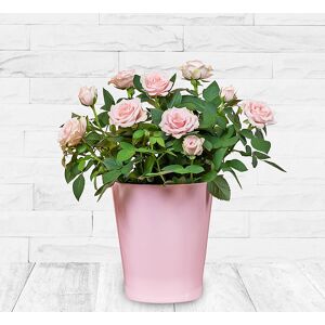 123 Flowers Mrs Rose Bucket - Rose Plants - Pink Rose Plants - Houseplants - Indoor Plants - Plant Gifts