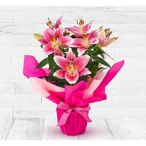 123 Flowers Oriental Lily