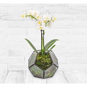 123 Flowers Terrarium Orchid