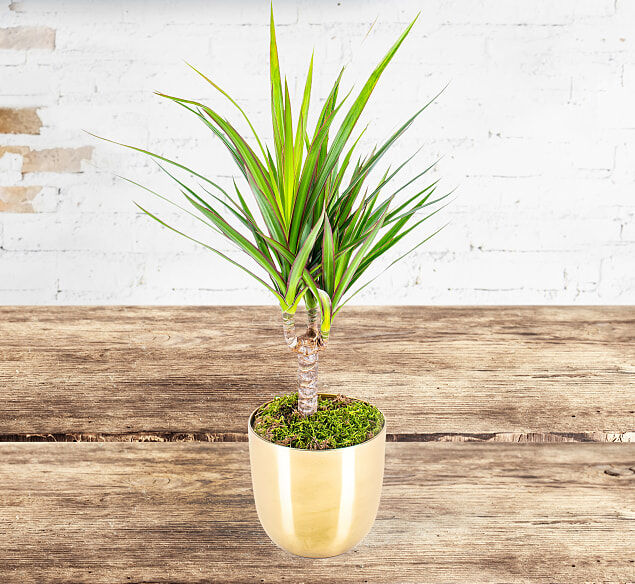 123 Flowers Dracaena Marginata - Dracena Marginata - Madagascar Dragon Tree - Dragon Tree Dracaena - Indoor Plants - House Plants 123 Flowers Dracaena Marginata - Dracena Marginata - Madagascar Dragon Tree - Dragon Tree Dracaena - Indoor Plants - House Plants