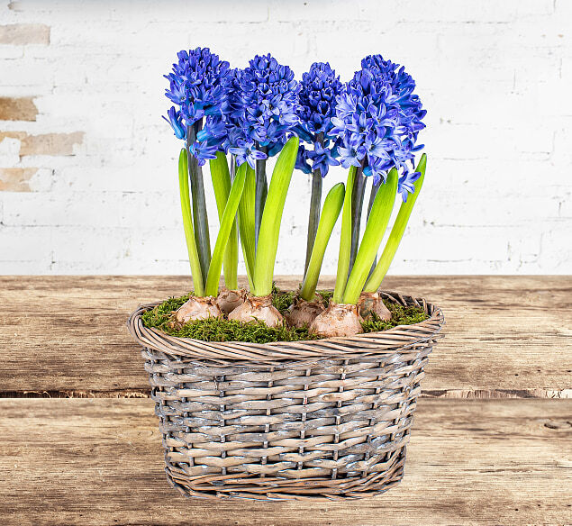 123 Flowers Hyacinth Planter - Plant Delivery - Indoor Plants - Indoor Plant Delivery - Send Plants - Home Plants - Plant Gifts