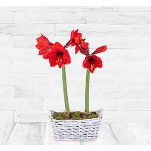 123 Flowers Christmas Amaryllis - Amaryllis Plants - Christmas Plants - Christmas Plant Delivery - Indoor Plants - Home Plants