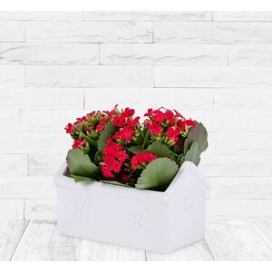 123 Flowers Christmas Kalanchoe Home - Christmas Plants - Christmas Plant Delivery - Xmas Plants - Christmas Indoor Plants - Plant Gifts
