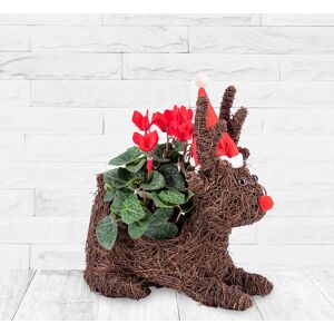 123 Flowers Outdoor Reindeer Cyclamen - Christmas Plants - Christmas Plants Delivered - Xmas Plants - Christmas Plant Gifts