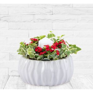 123 Flowers Christmas Candle - Christmas Plants - Christmas Indoor Plants - Indoor Plant Delivery - Plant Gifts - Plants Delivered