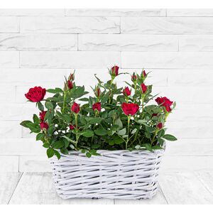 123 Flowers Christmas Rose Plant - Christmas Plants - Christmas Indoor Plants - Christmas Plant Delivery - Christmas Plant Gifts