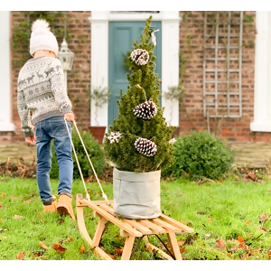 123 Flowers Luxury Christmas Tree - Christmas Trees Delivered - Small Christmas Trees - Small Potted Christmas Trees - Small Xmas Trees