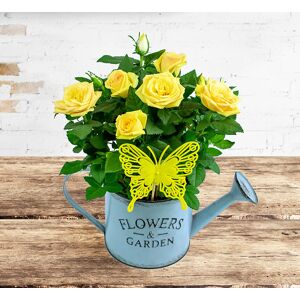 123 Flowers Sunshine Rose Jug - Rose Plants - Potted Roses - Plants Gifts - Indoor Plants - House Plants - Plant Gift Delivery