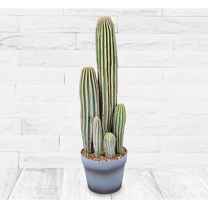 123 Flowers Potted Faux Cactus