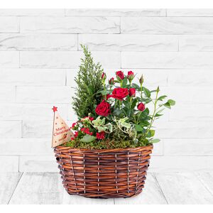 123 Flowers Classic Christmas Basket - Christmas Plants - Christmas Plant Delivery - Christmas Plant Gifts - Plant Gifts - Xmas Plants