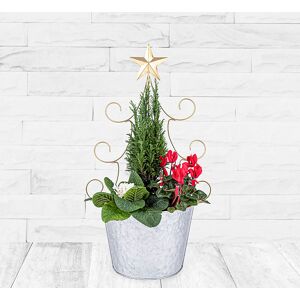 123 Flowers Outdoor Christmas Planter - Christmas Outdoor Plants - Christmas Plants - Christmas Plants Delivery - Xmas Plants - Send Plants