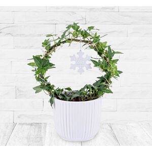 123 Flowers Festive Ivy Hoop - Christmas Plants - Christmas Plant Delivery - Xmas Plants - Christmas Plant Gifts - Indoor Plants