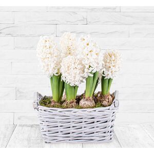 123 Flowers Hyacinth Basket - Christmas Plants - Christmas Indoor Plants - Christmas Plant Gifts - Plant Gifts
