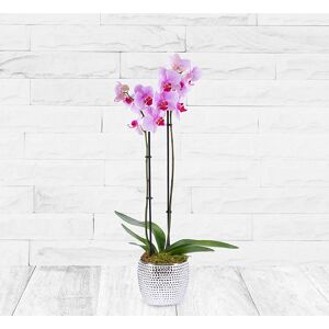 123 Flowers Phalaenopsis Orchid - Orchid Plants - Christmas Plant Delivery - Christmas Indoor Plants - Christmas Plants - Plant Gifts