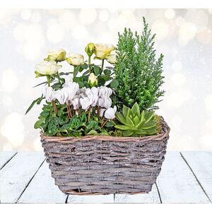 123 Flowers Winter Wonderland Basket - Christmas Plants - Christmas Plant Gifts - Xmas Plants - Christmas Plant Delivery - Plant Gifts